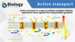 active transport definition and example