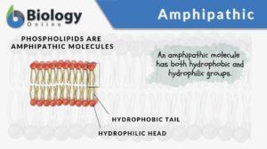 amphipathic defnition and example