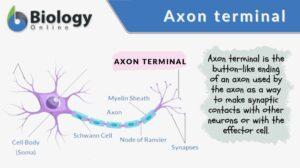 axon terminal definition and example