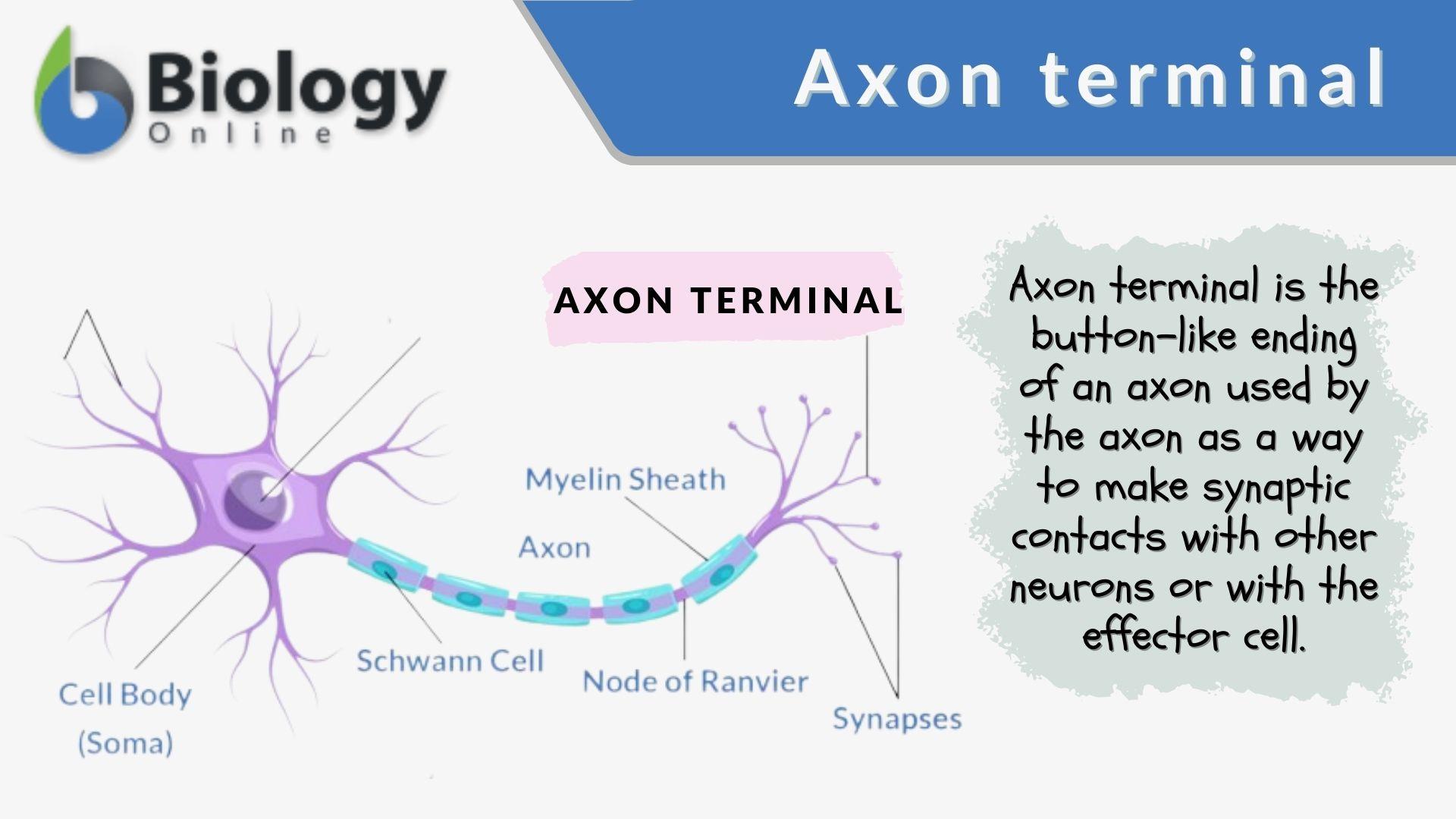 Bouton Terminal Neurone Neurones Les l ments De Base De Votre 
