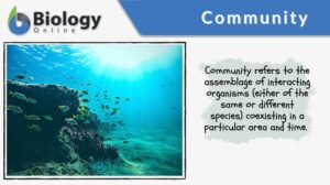 community definition and example