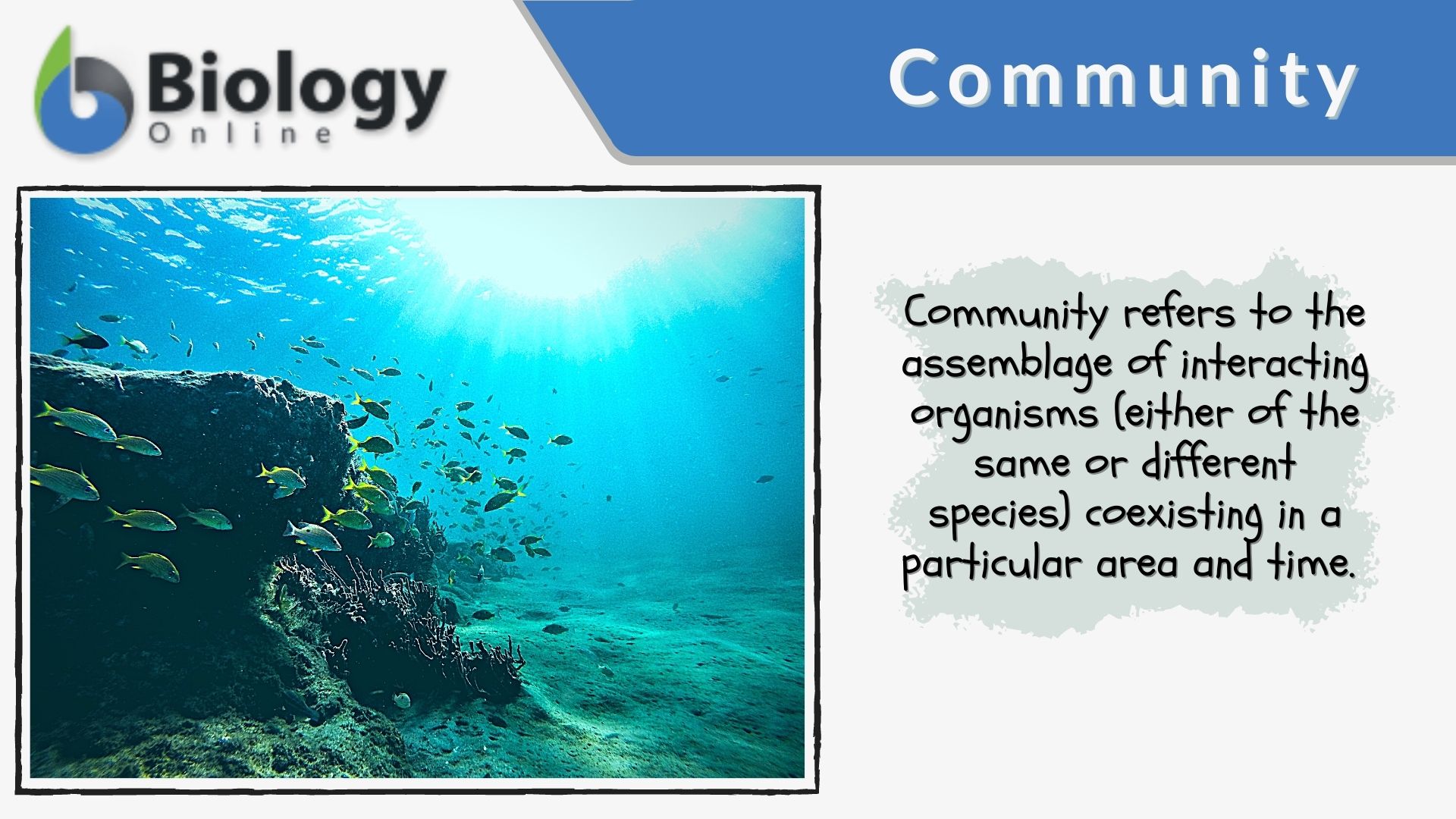 Community (biology) Definition and Examples - Biology Online Dictionary