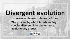 Divergent evolution - definition