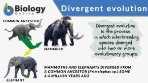 divergent evolution definition and example