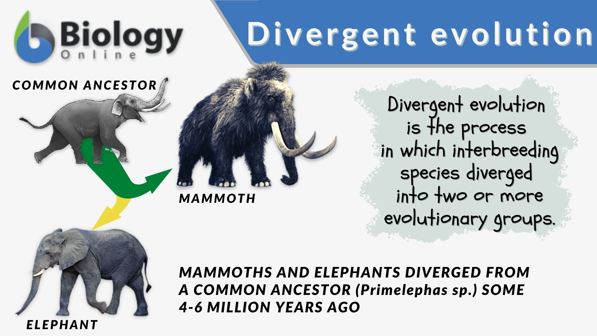 Divergent evolution - Definition and Examples - Biology Online ...