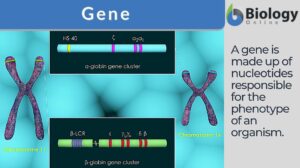 gene definition
