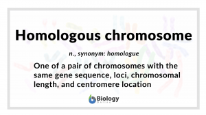 homologous chromosome definition