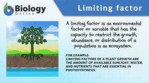limiting factor definition and examples