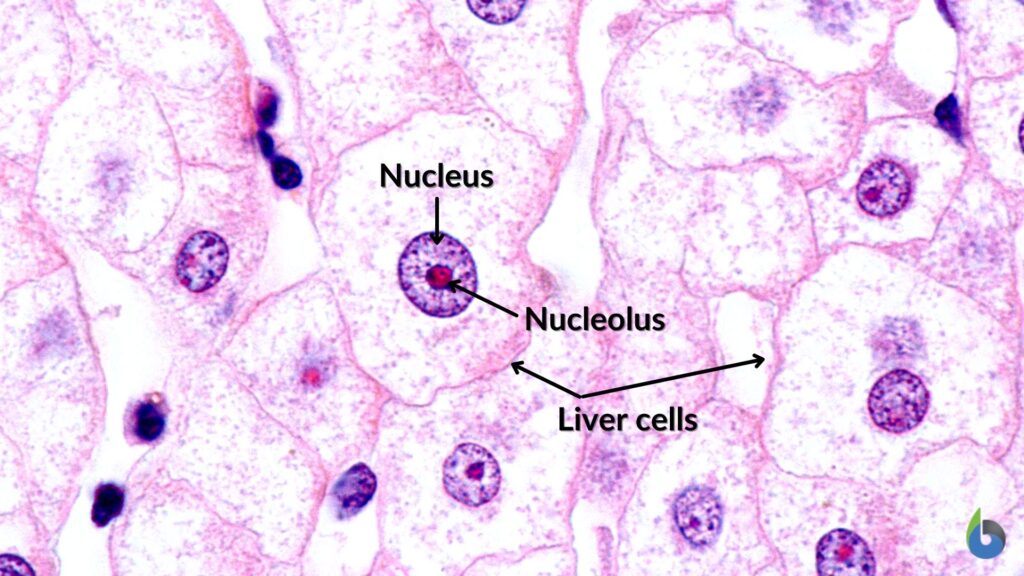 liver cell with nucleus and nucleolus