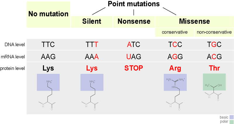 mutation types of point mutations