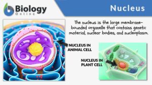 nucleus definition and examples