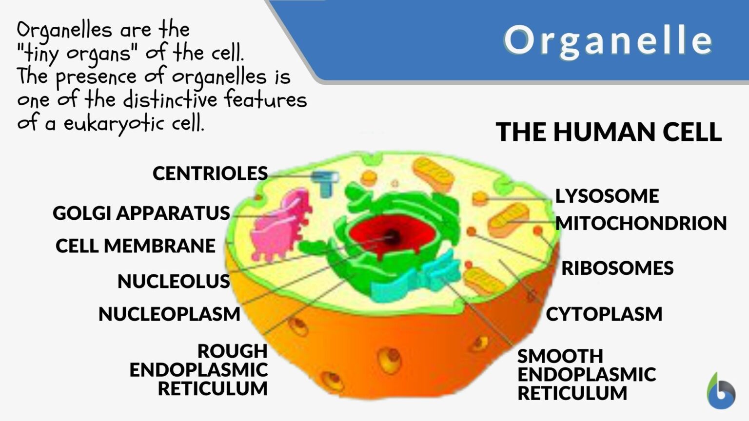 different types of cell organelles essay