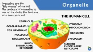 organelle definition and example