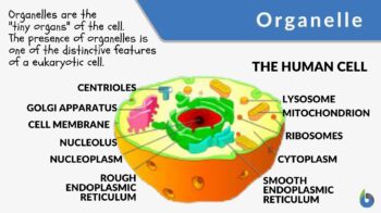 Biology Online Dictionary