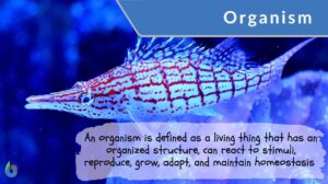 organism definition and example