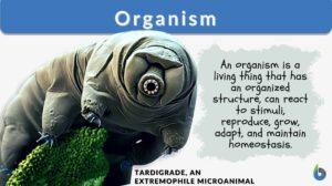 organism definition with example