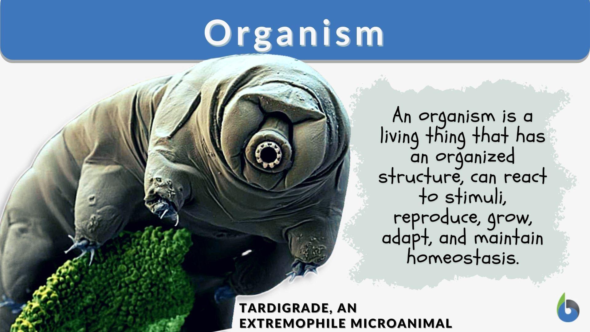 Organism Definition And Examples Biology Online Dictionary