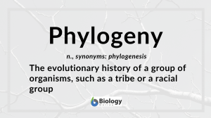 phylogeny definition