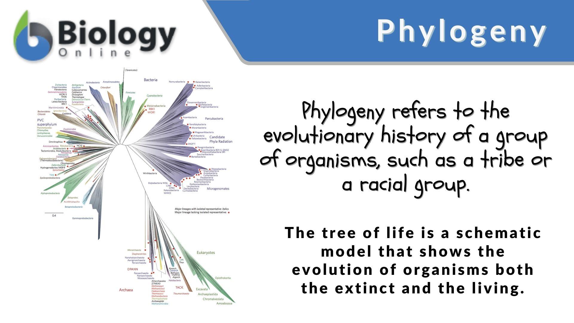 Phylogeny Definition and Examples - Biology Online Dictionary