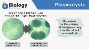 plasmolysis definition and example