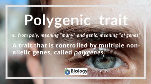 Definition of polygenic trait
