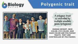 polygenic trait definition and examples