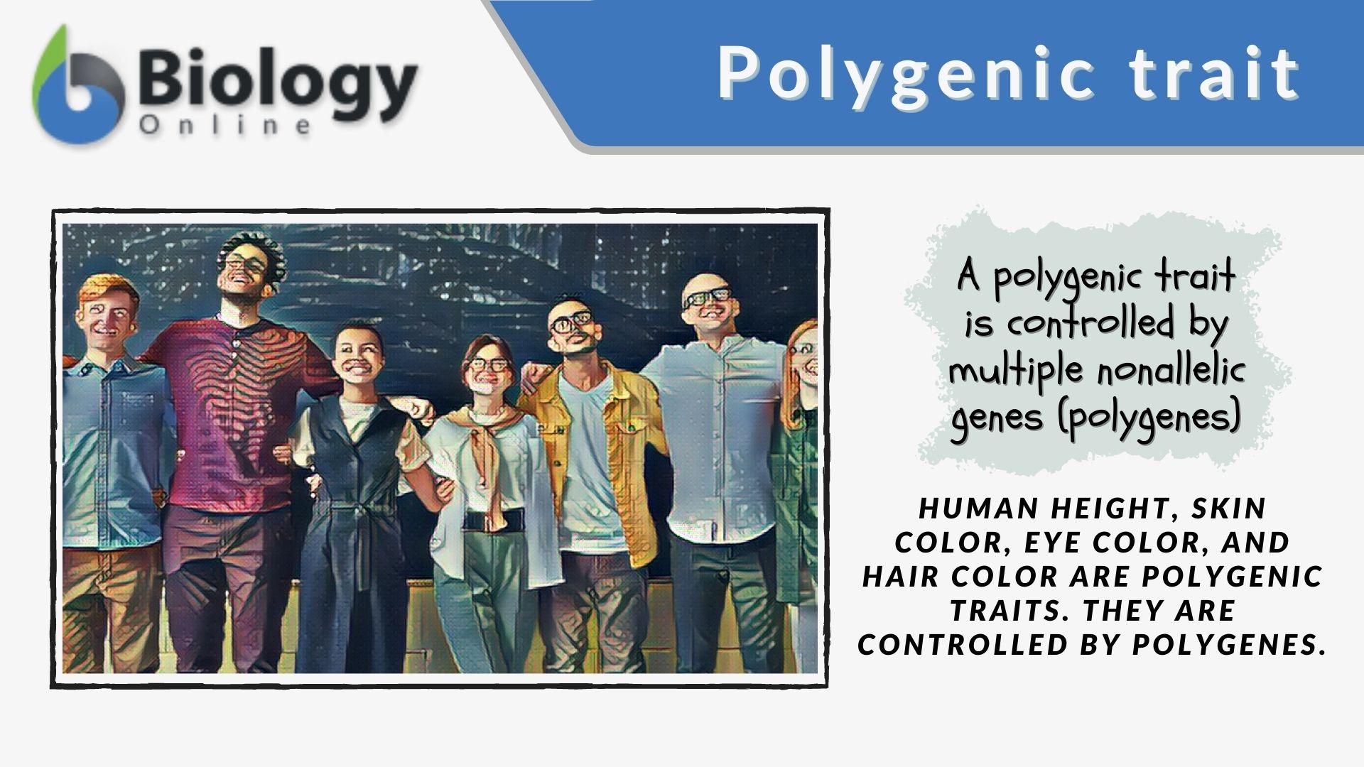 Polygenic trait Definition and Examples - Biology Online Dictionary