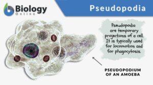 pseudopodia definition and example