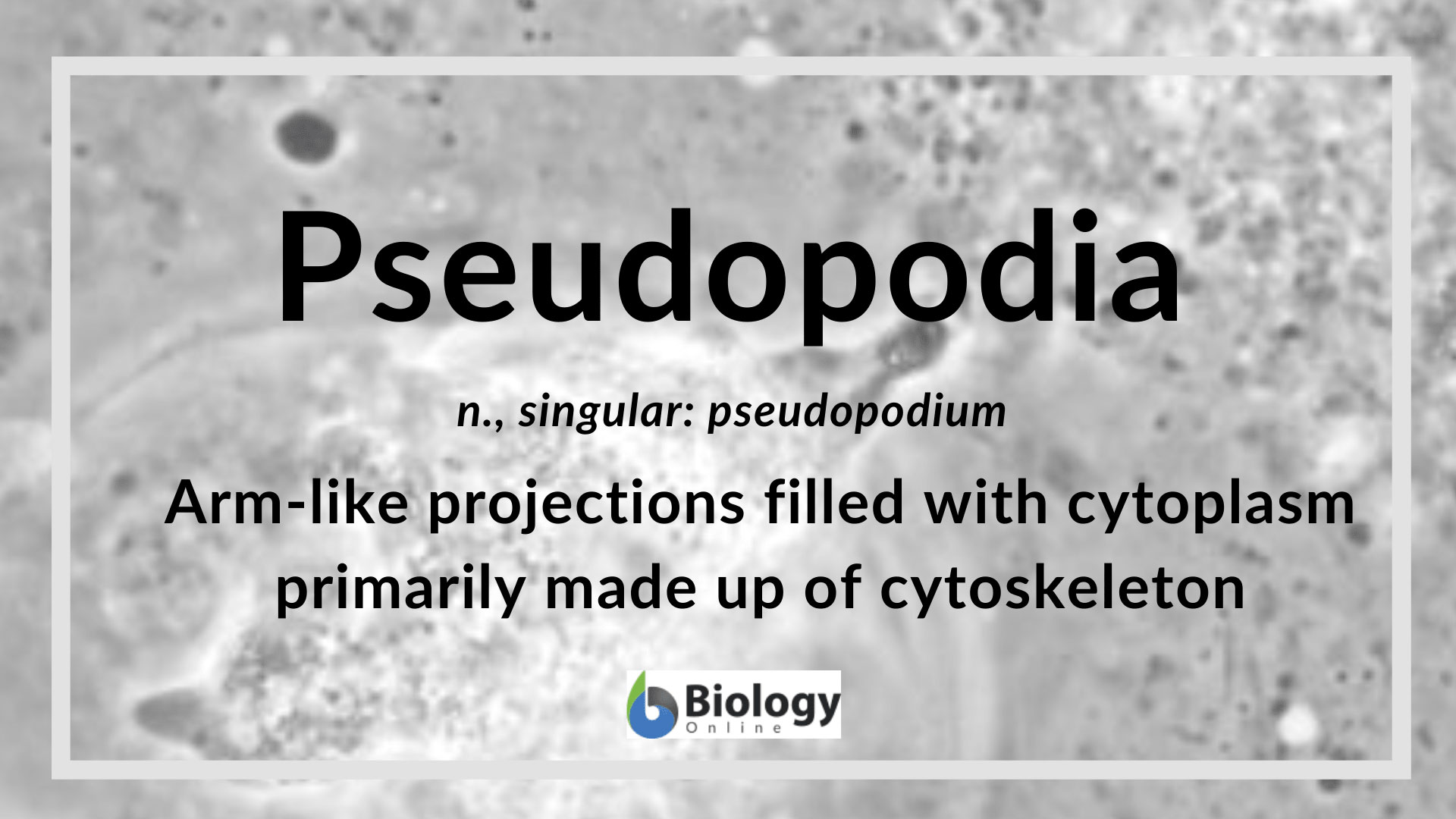 Pseudopodia Definition and Examples Biology Online Dictionary