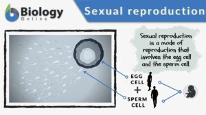 sexual reproduction definition and example