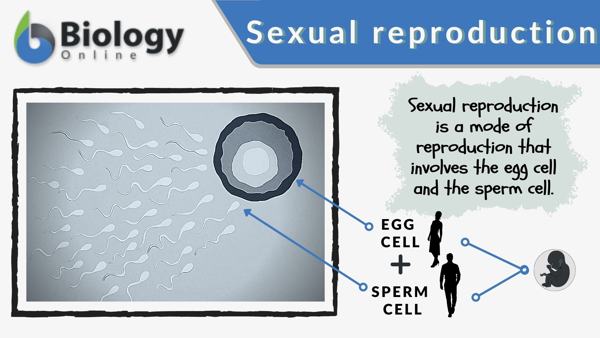 All different types of sexuality