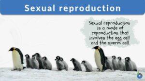 sexual reproduction definition example