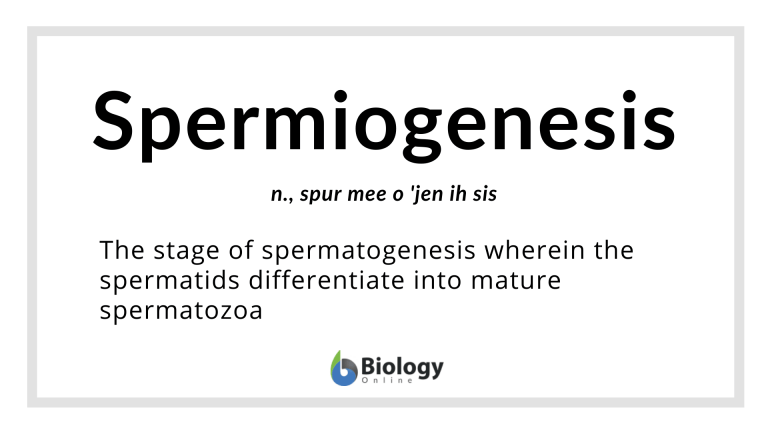 spermiogenesis definition