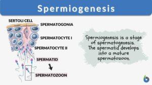 spermiogenesis definition parts diagram