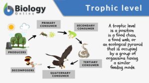 trophic level definition and example