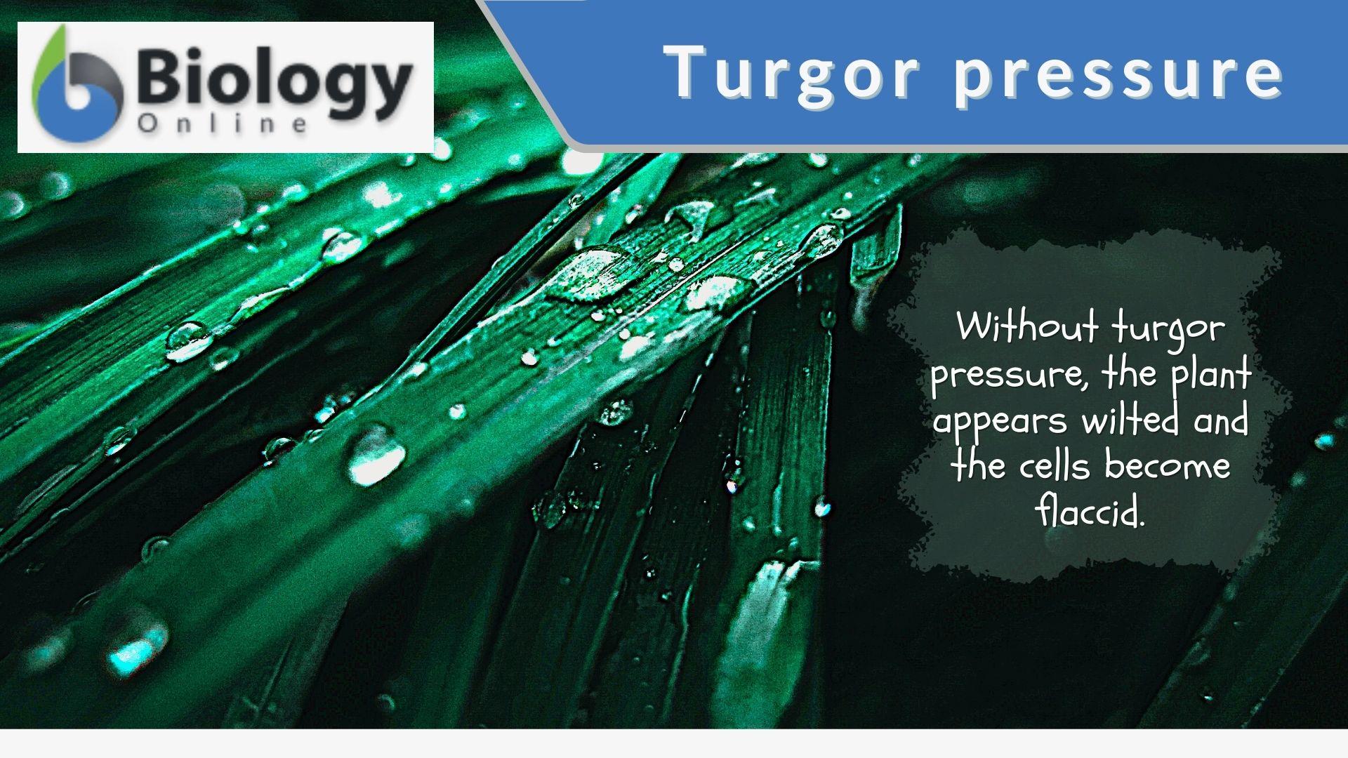 Turgor pressure Definition and Examples - Biology Online Dictionary
