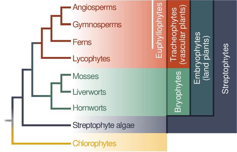 Cladogram showing the phylogeny of Chlorophyta.