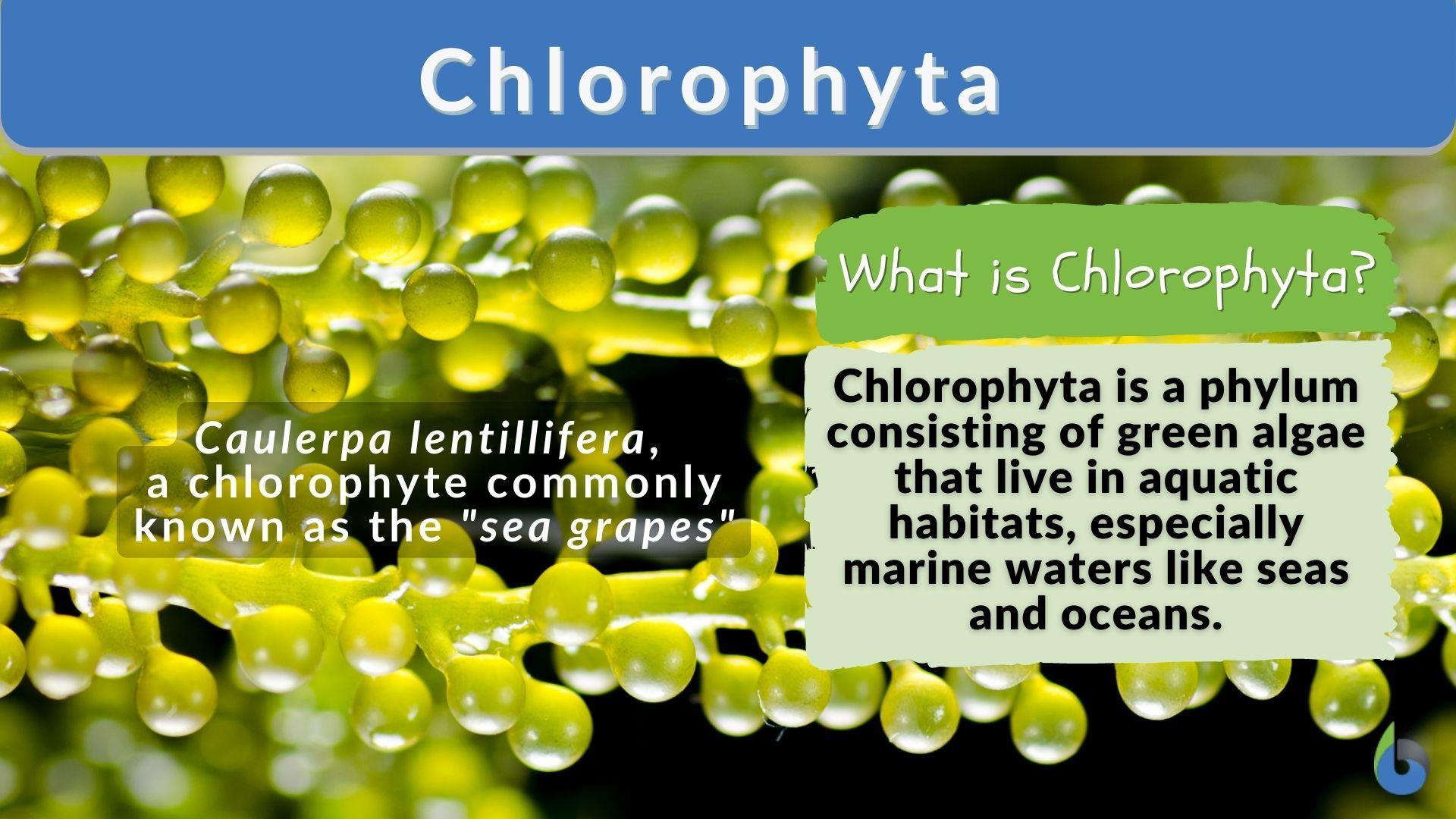 Chlorophyta - Definition and Examples - Biology Online Dictionary