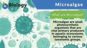 Microalgae definition and example