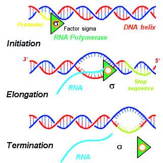 Transcription steps