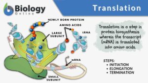 Translation definition and example
