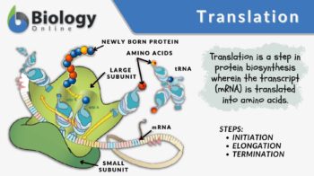 Translation definition and example