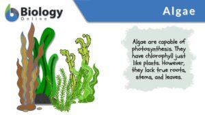 algae definition and examples