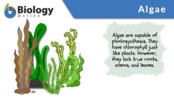 algae definition and examples