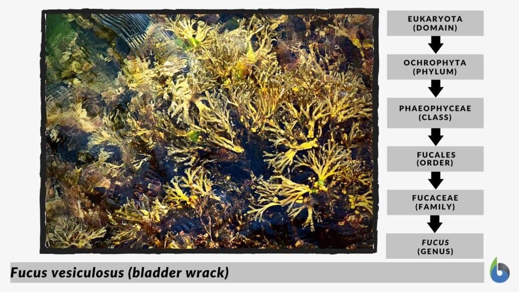 brown algae taxonomy
