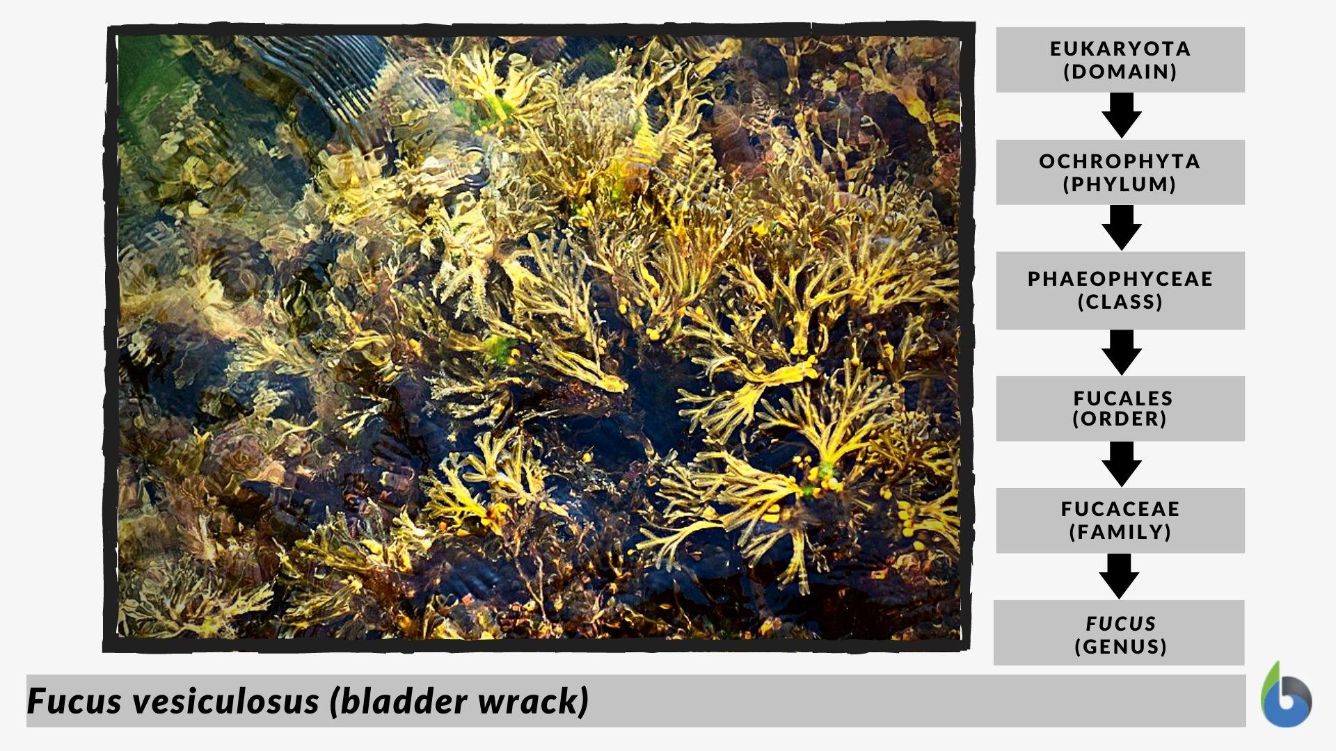 Brown algae Definition and Examples Biology Online Dictionary