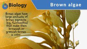 brown algae definition and example