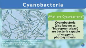 cyanobacteria definition and example