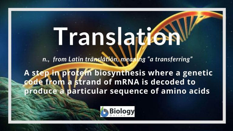 Biology definition of translation