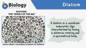diatom definition and example